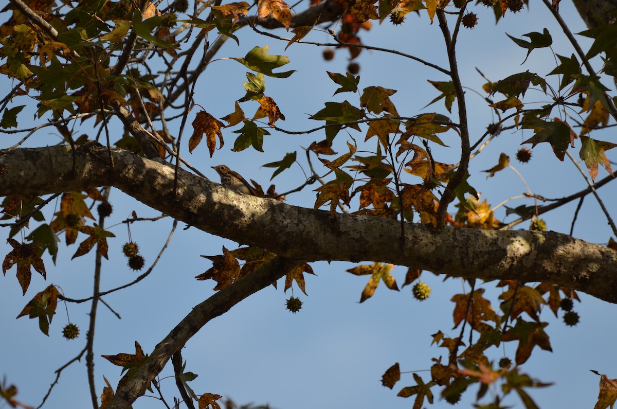 チャイロコツグミ - ML645744952