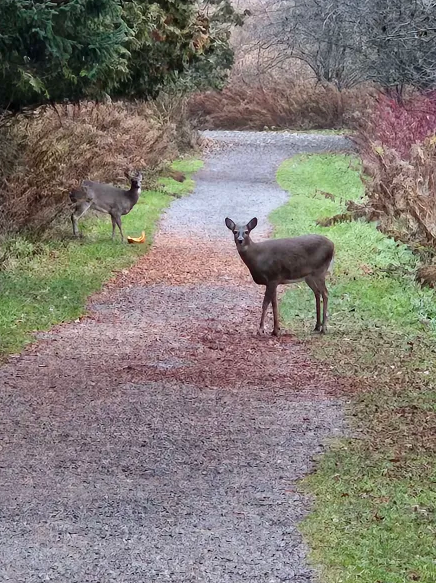 יונקים - ML645744954
