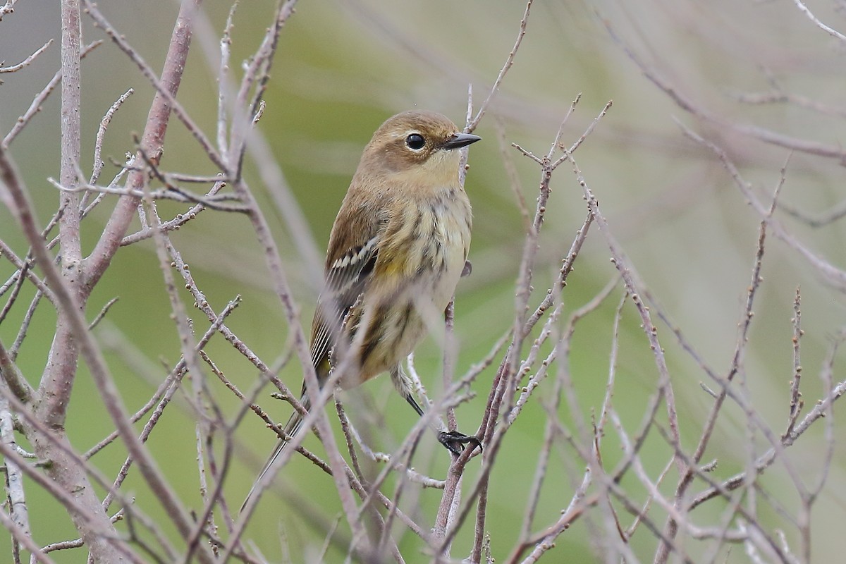 Yellow-rumped Warbler - ML645744958