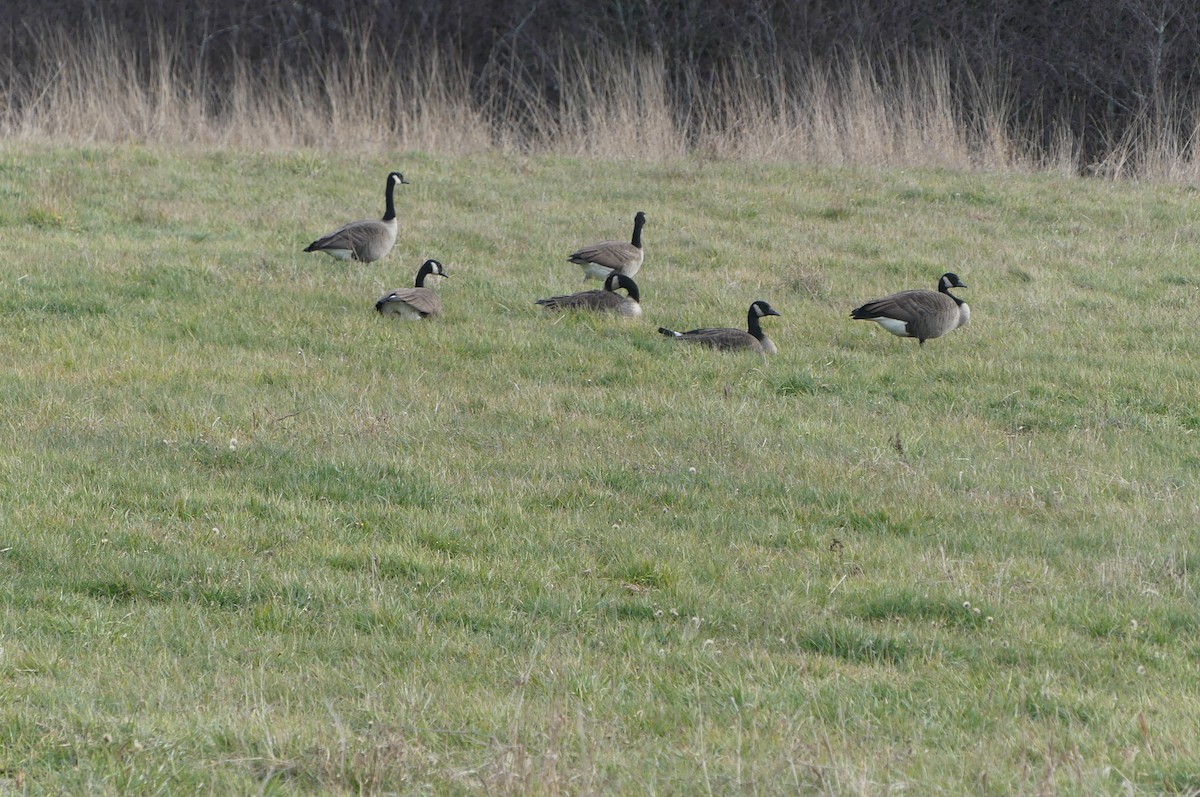 Canada Goose - ML645744959