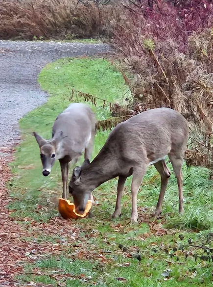 יונקים - ML645744961