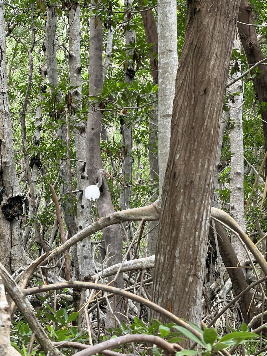Corocoro Blanco - ML645744970
