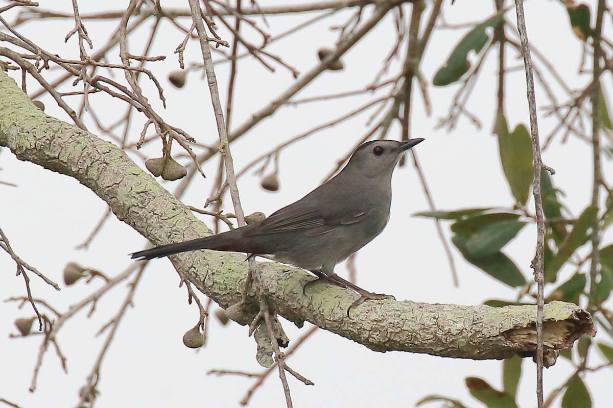 Gray Catbird - ML645744971