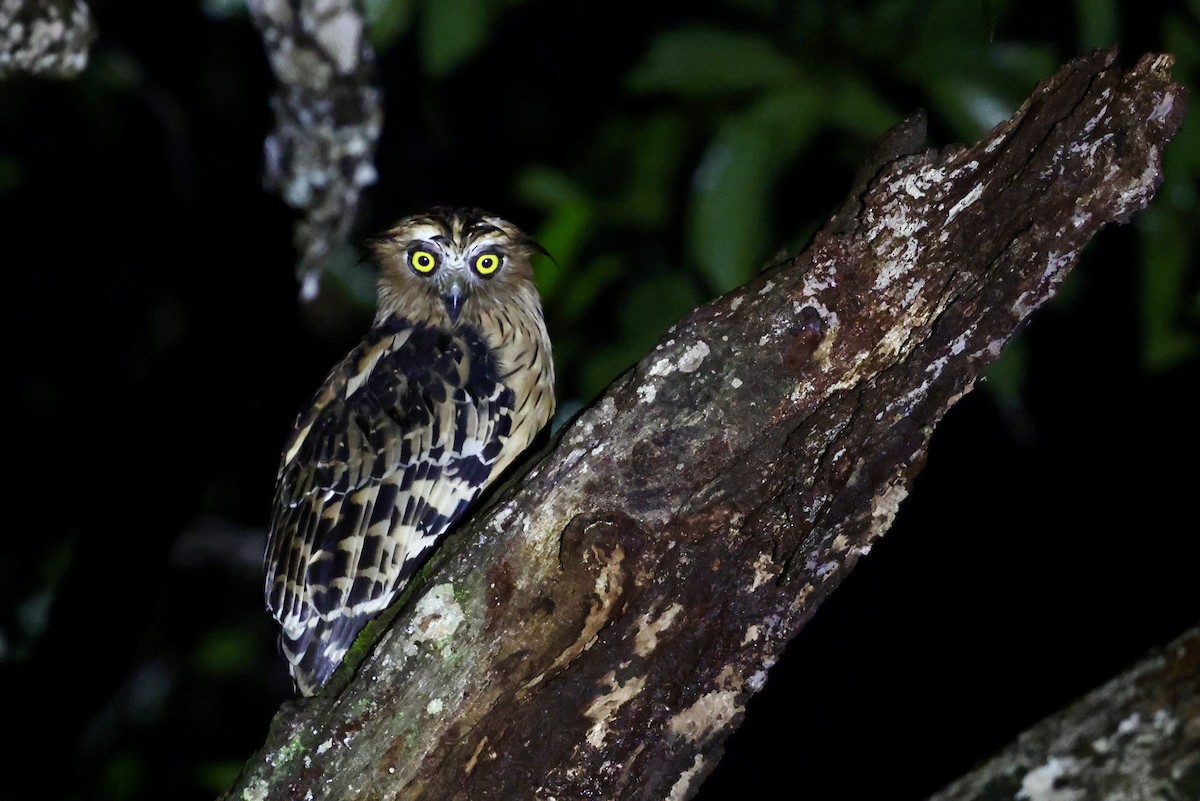 Buffy Fish-Owl - ML645744974