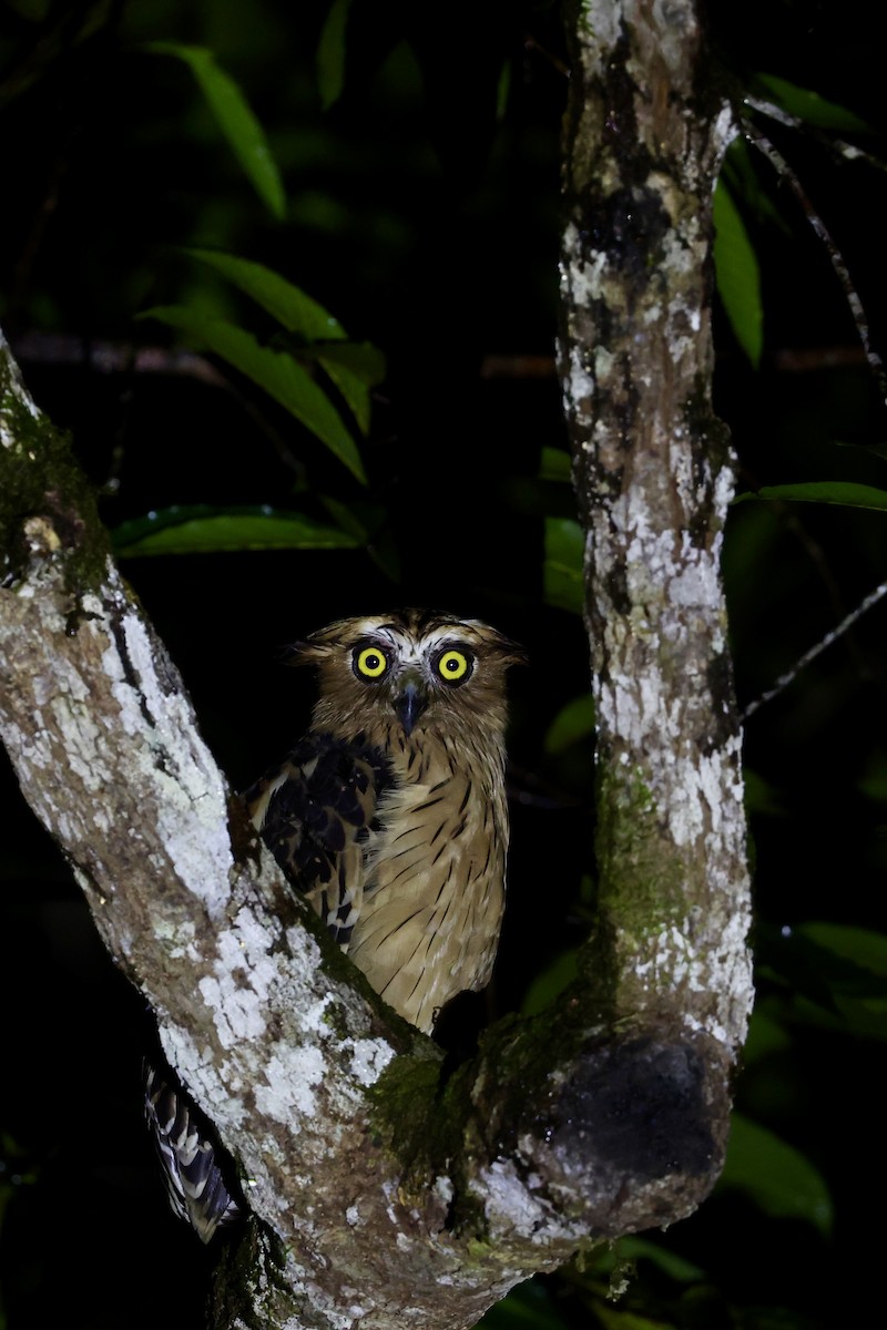 Buffy Fish-Owl - ML645744975