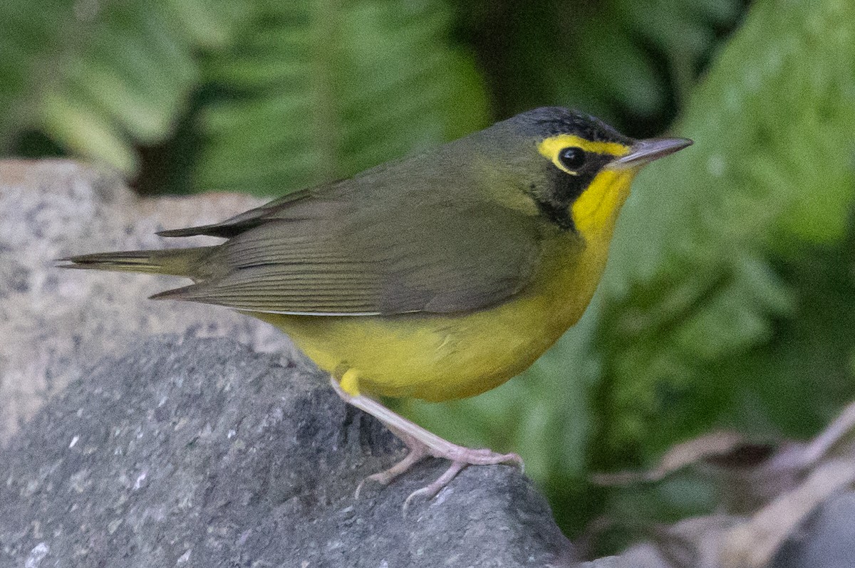 Kentucky Warbler - ML645744977