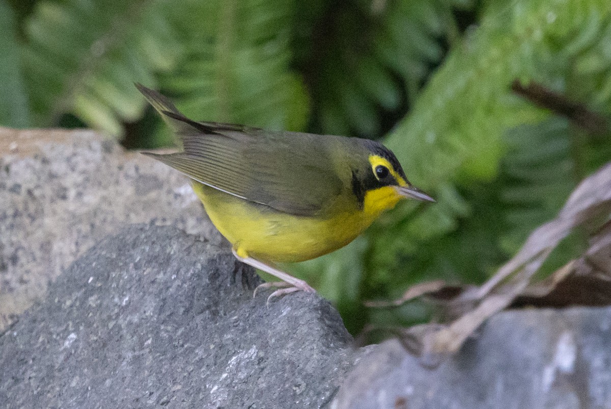 Kentucky Warbler - ML645744978