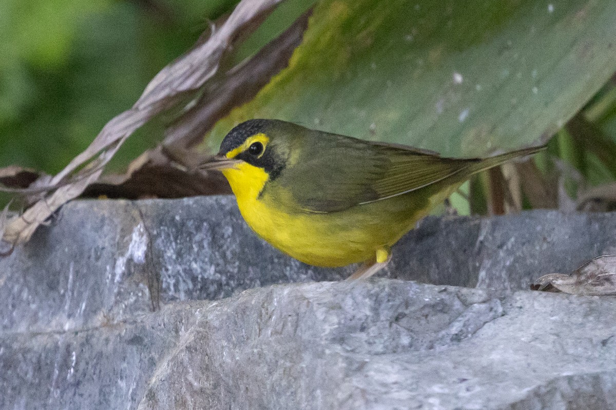 Kentucky Warbler - ML645744979