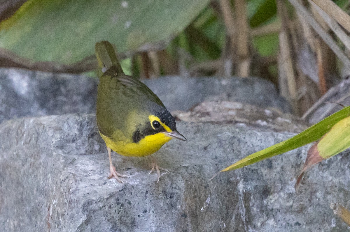 Kentucky Warbler - ML645744980