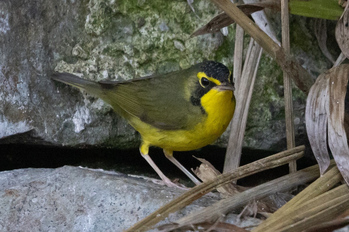 Kentucky Warbler - ML645744981