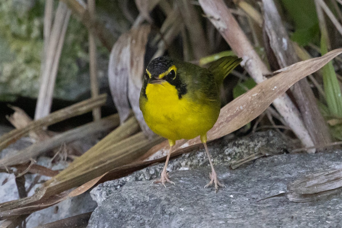 Kentucky Warbler - ML645744982
