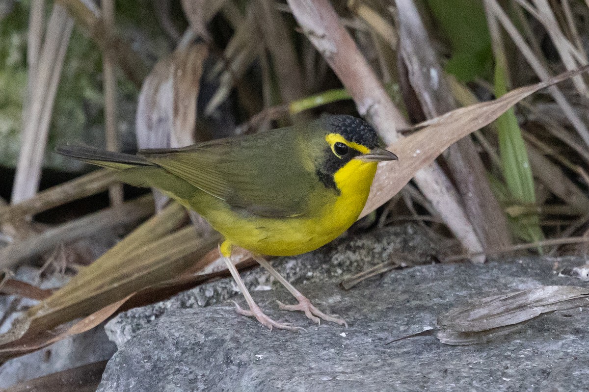 Kentucky Warbler - ML645744983