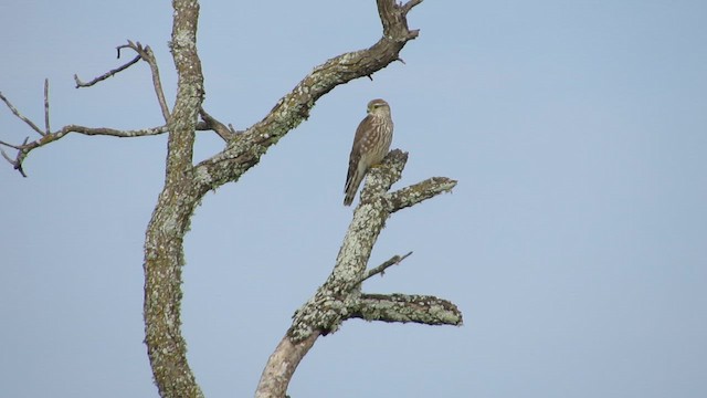בז גמדי - ML645744984