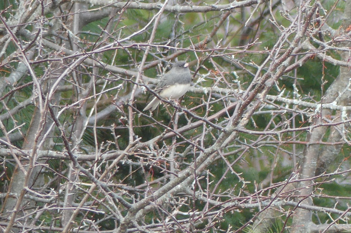 Dark-eyed Junco - ML645744986