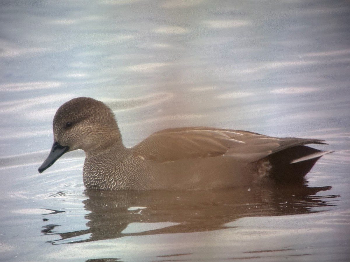 赤膀鴨 - ML645744992