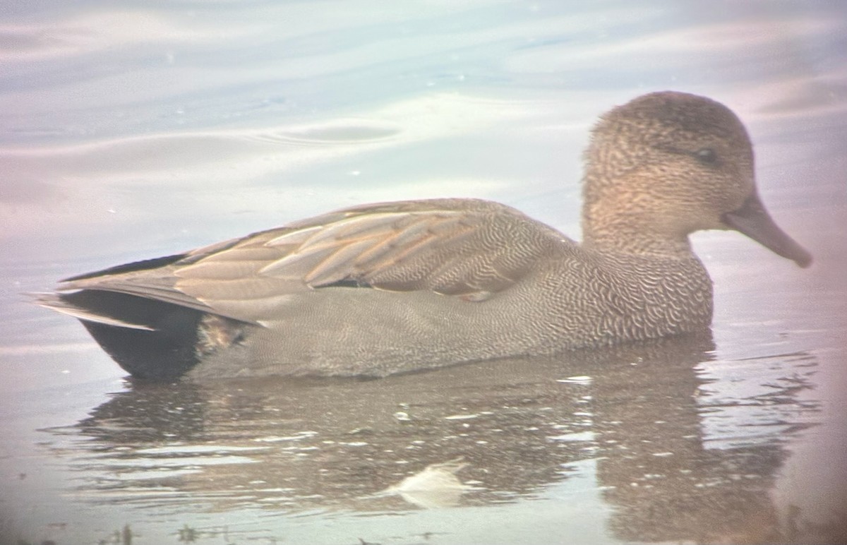 赤膀鴨 - ML645744993