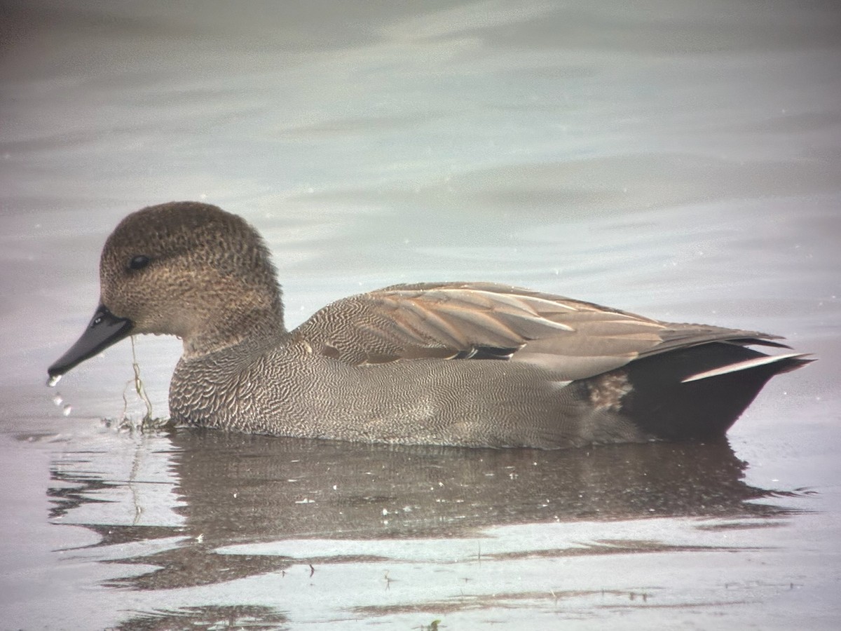 赤膀鴨 - ML645744994