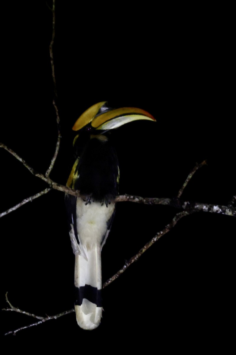 Great Hornbill - ML645744998