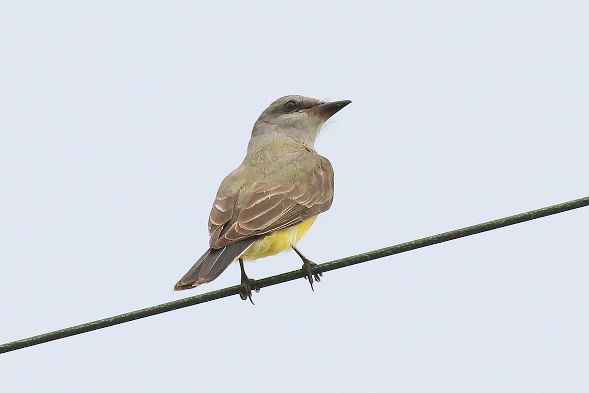 Western Kingbird - ML645745004