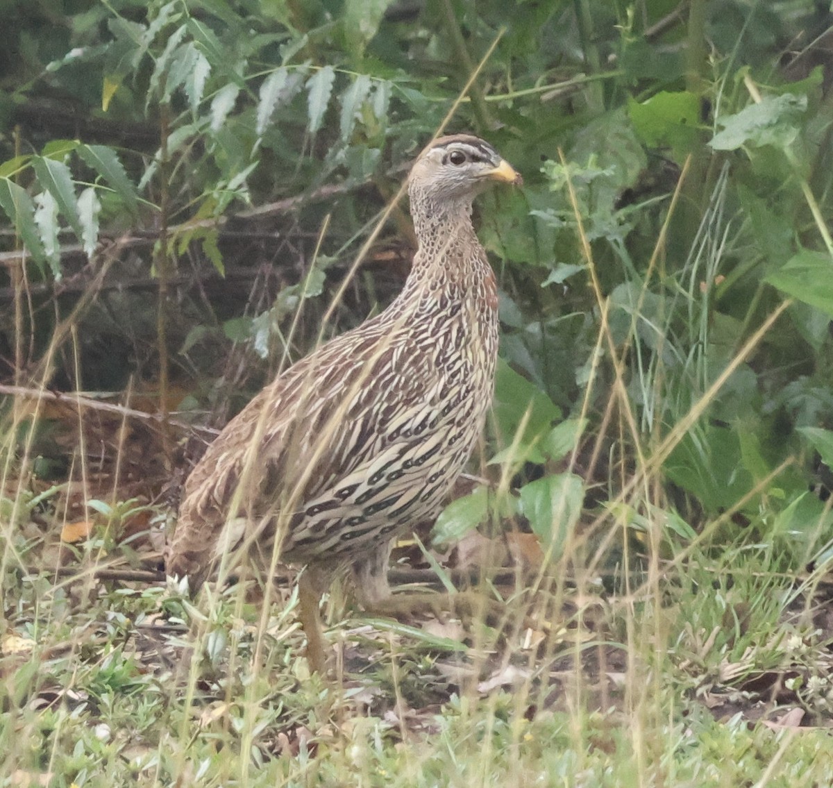 Double-spurred Spurfowl - ML645745009