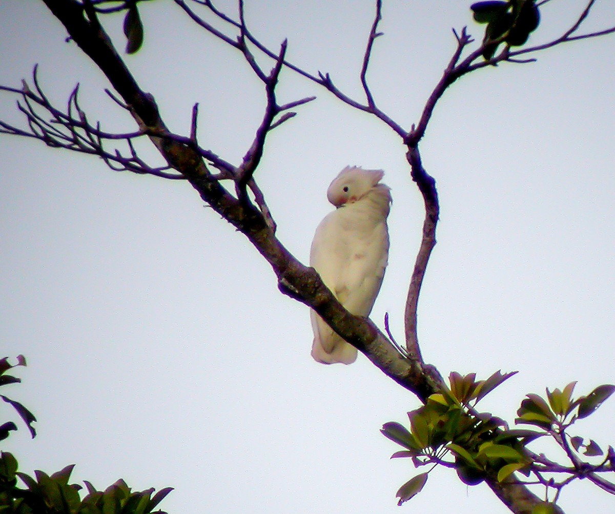 Tanimbar Corella - ML645745013