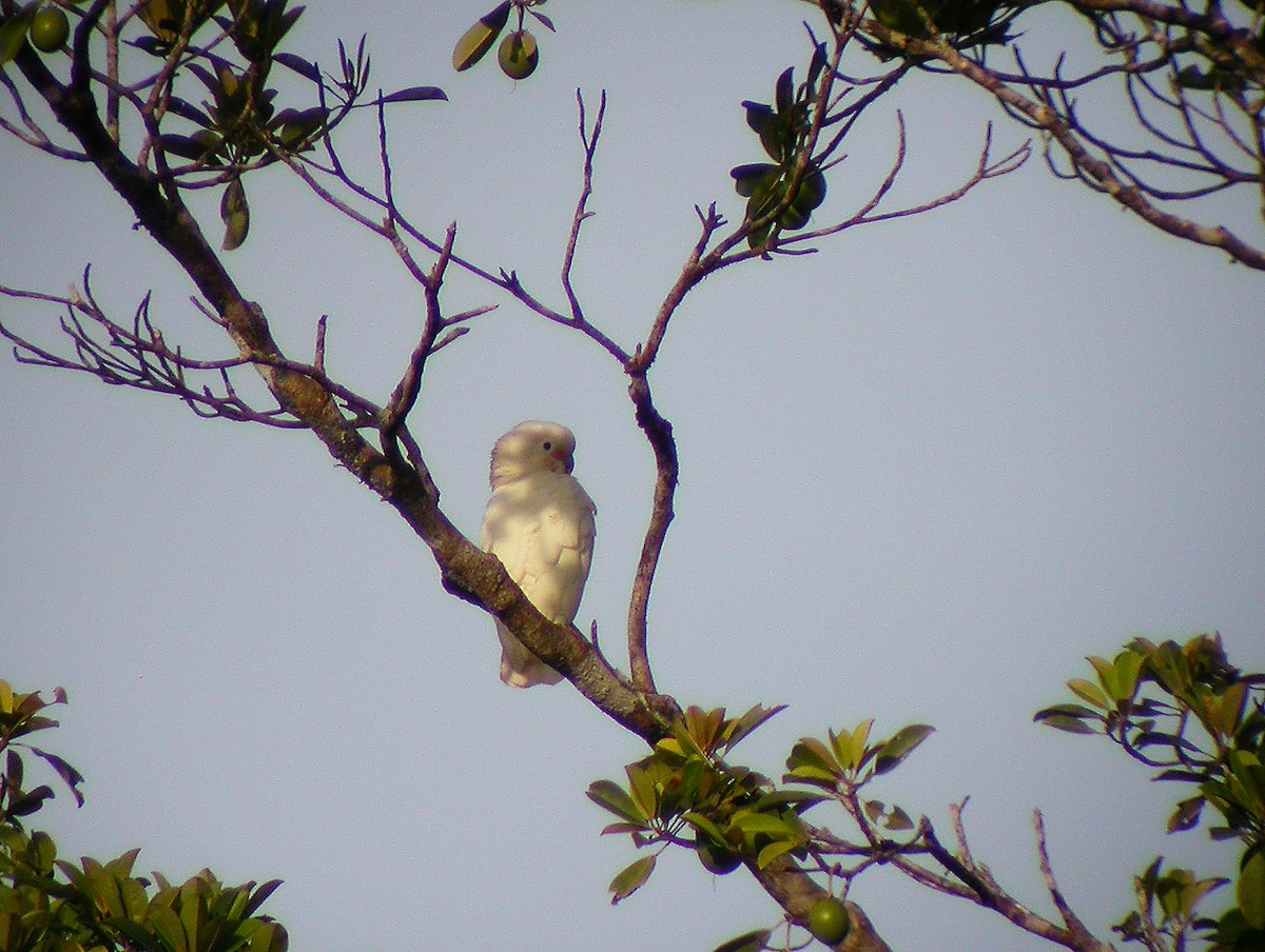 Tanimbar Corella - ML645745014