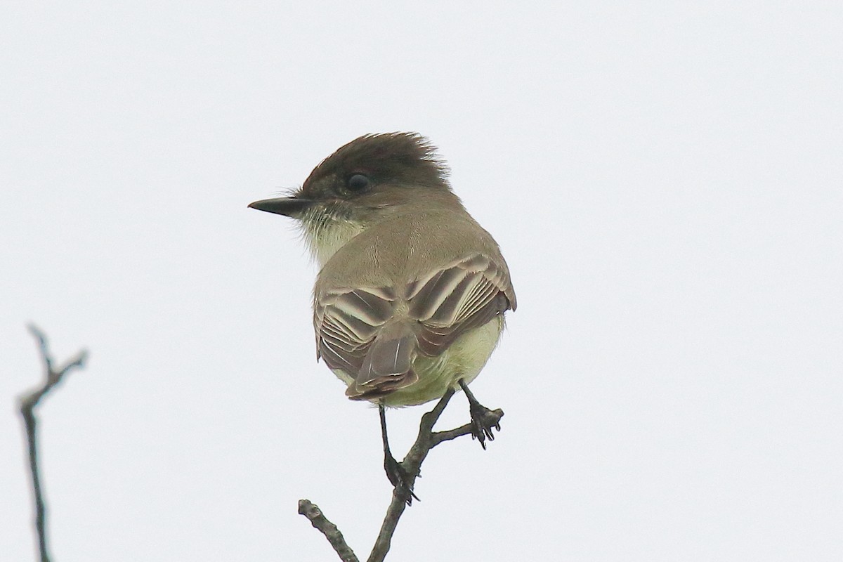 Eastern Phoebe - ML645745016