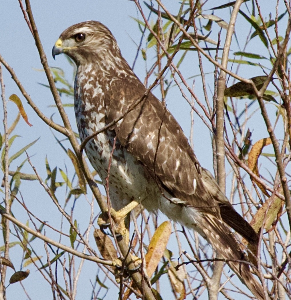 דורס יום בלתי-מזוהה (עקב) - ML645745019
