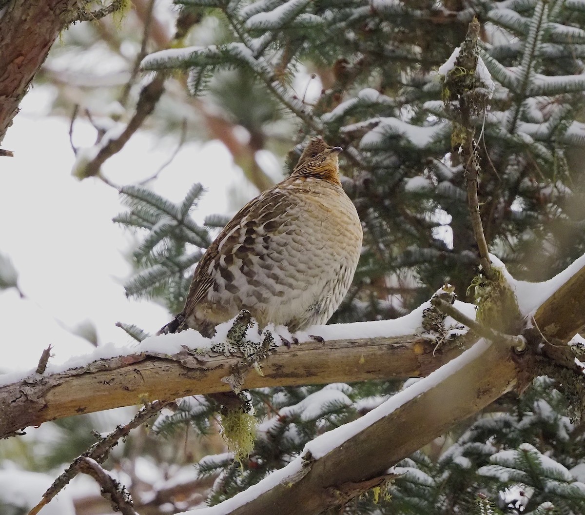 Ruffed Grouse - ML645745023