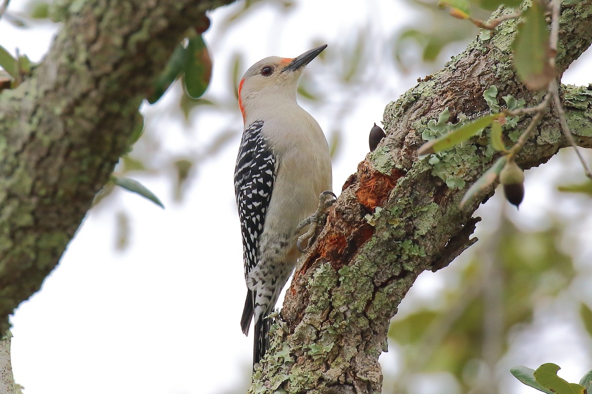 Red-bellied Woodpecker - ML645745027