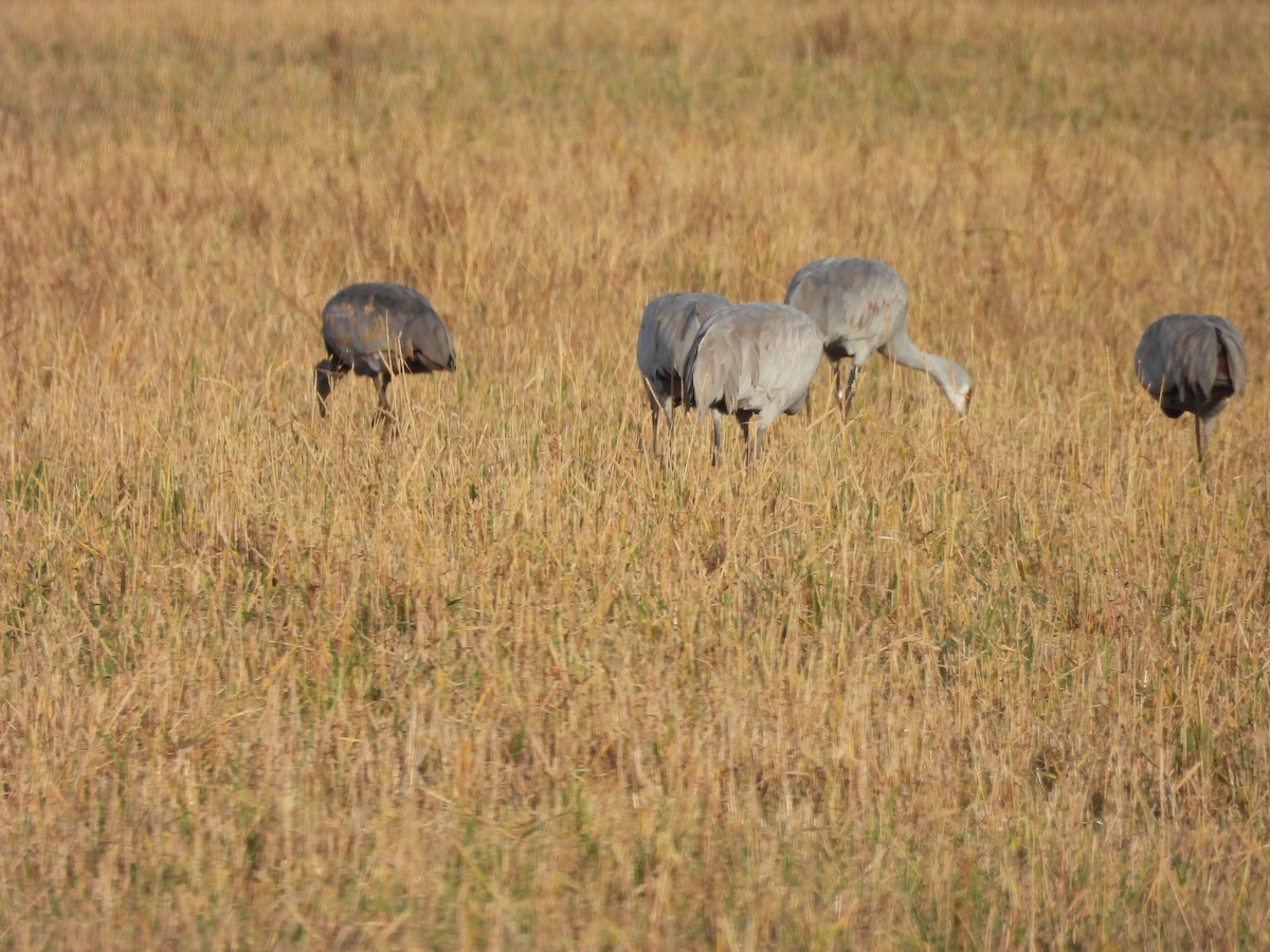 Sandhill Crane - ML645745033