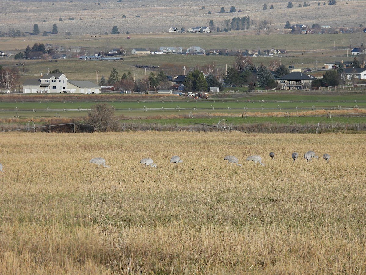 Sandhill Crane - ML645745034