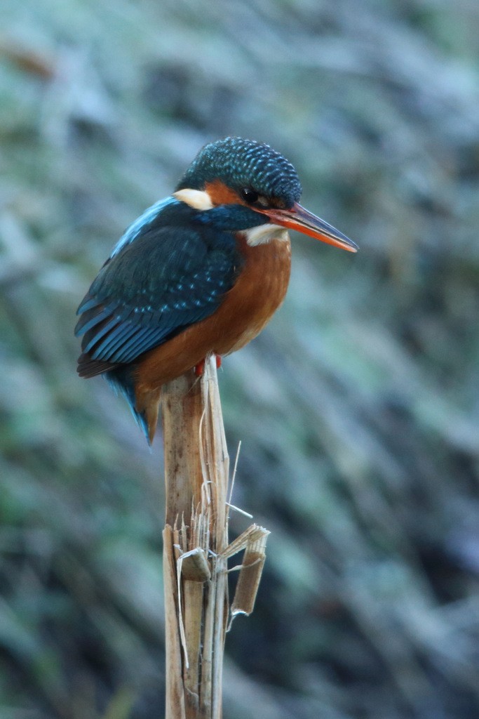 Common Kingfisher - ML645745050