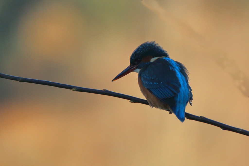 Common Kingfisher - ML645745051