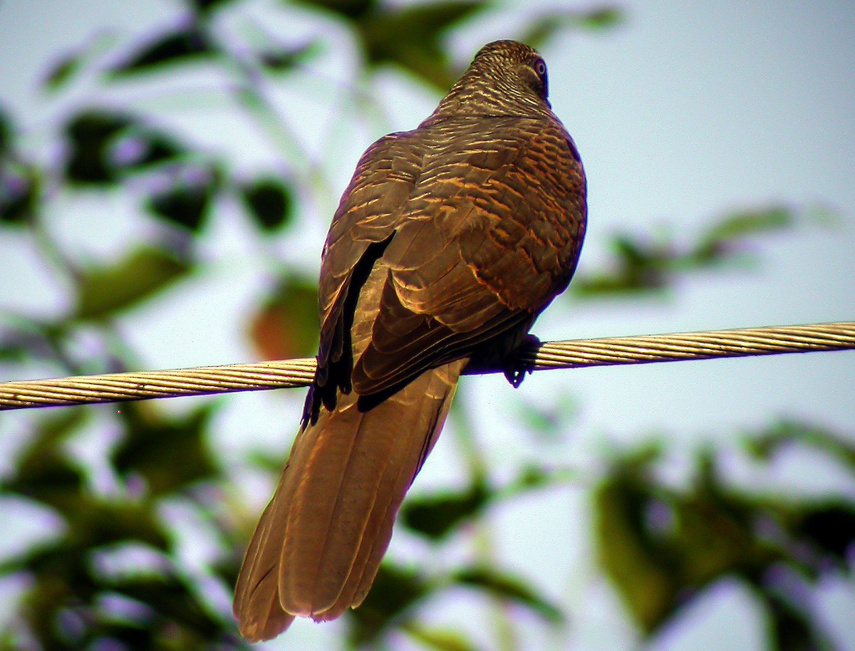 Tanimbar Cuckoo-Dove - ML645745054