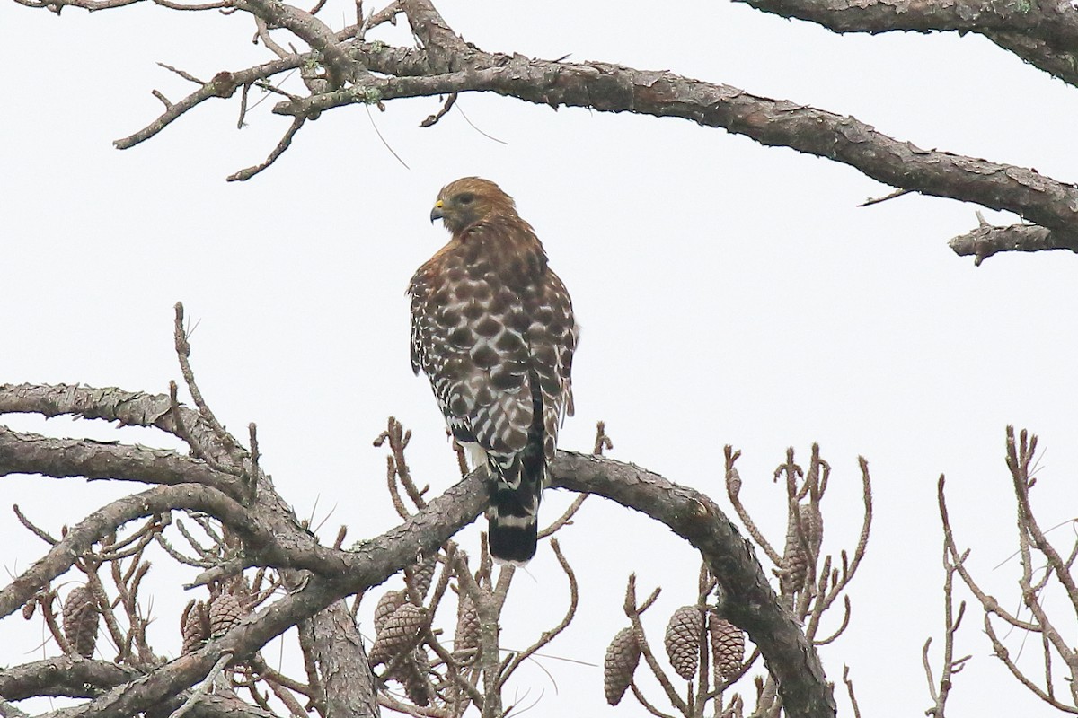 Red-shouldered Hawk - ML645745059