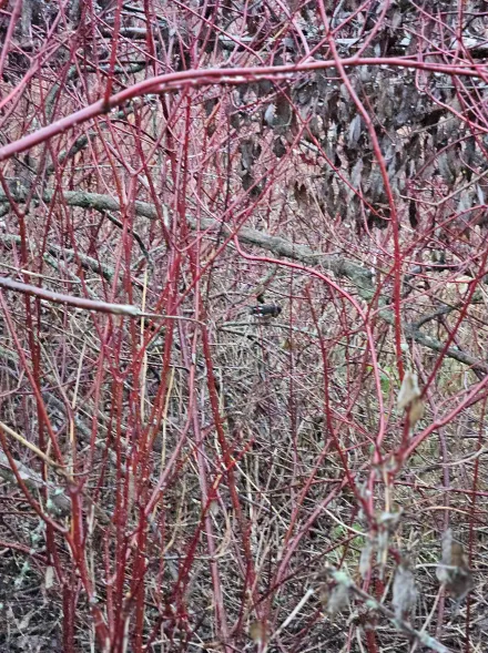 טואי אדום-עין - ML645745060