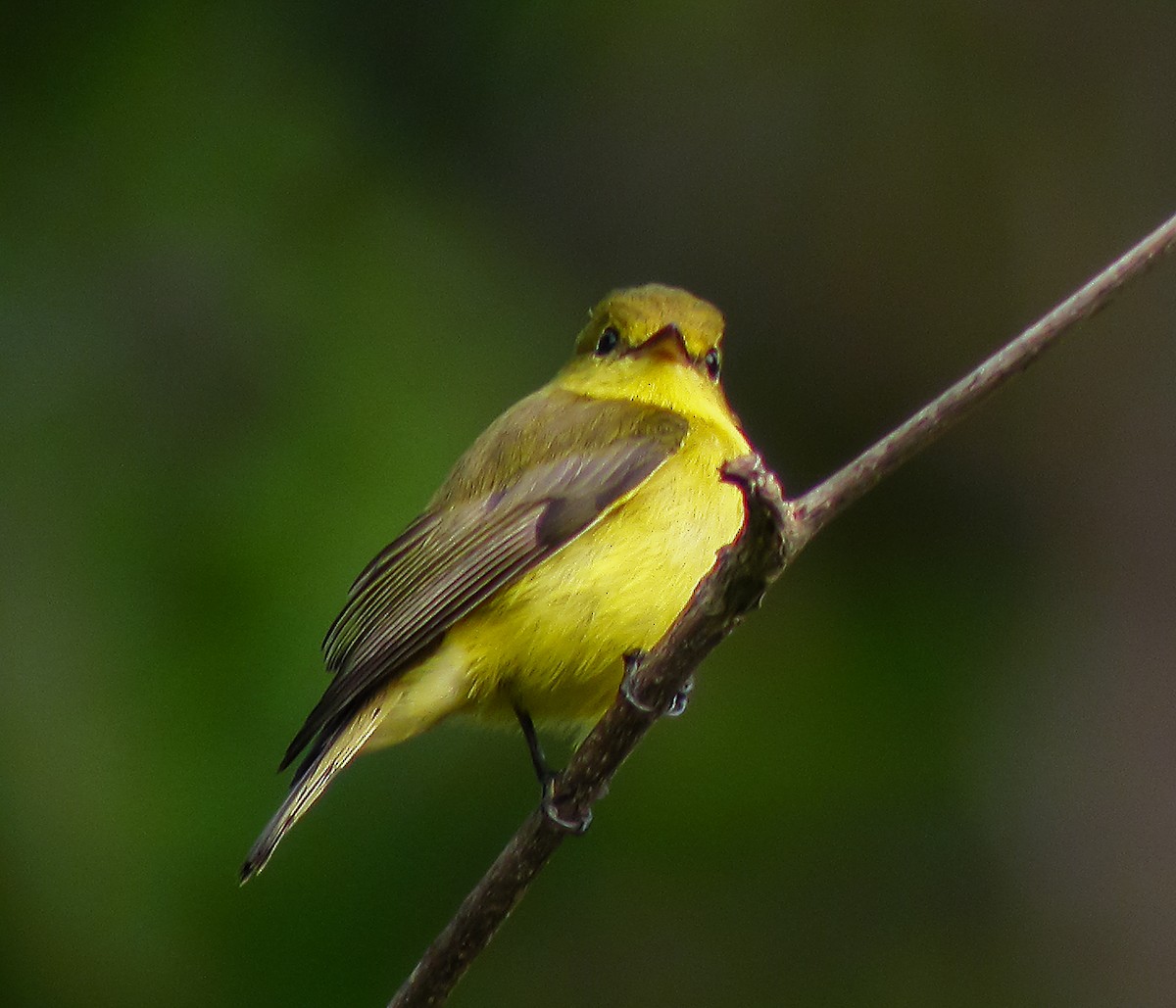 Golden-bellied Flyrobin - ML645745062
