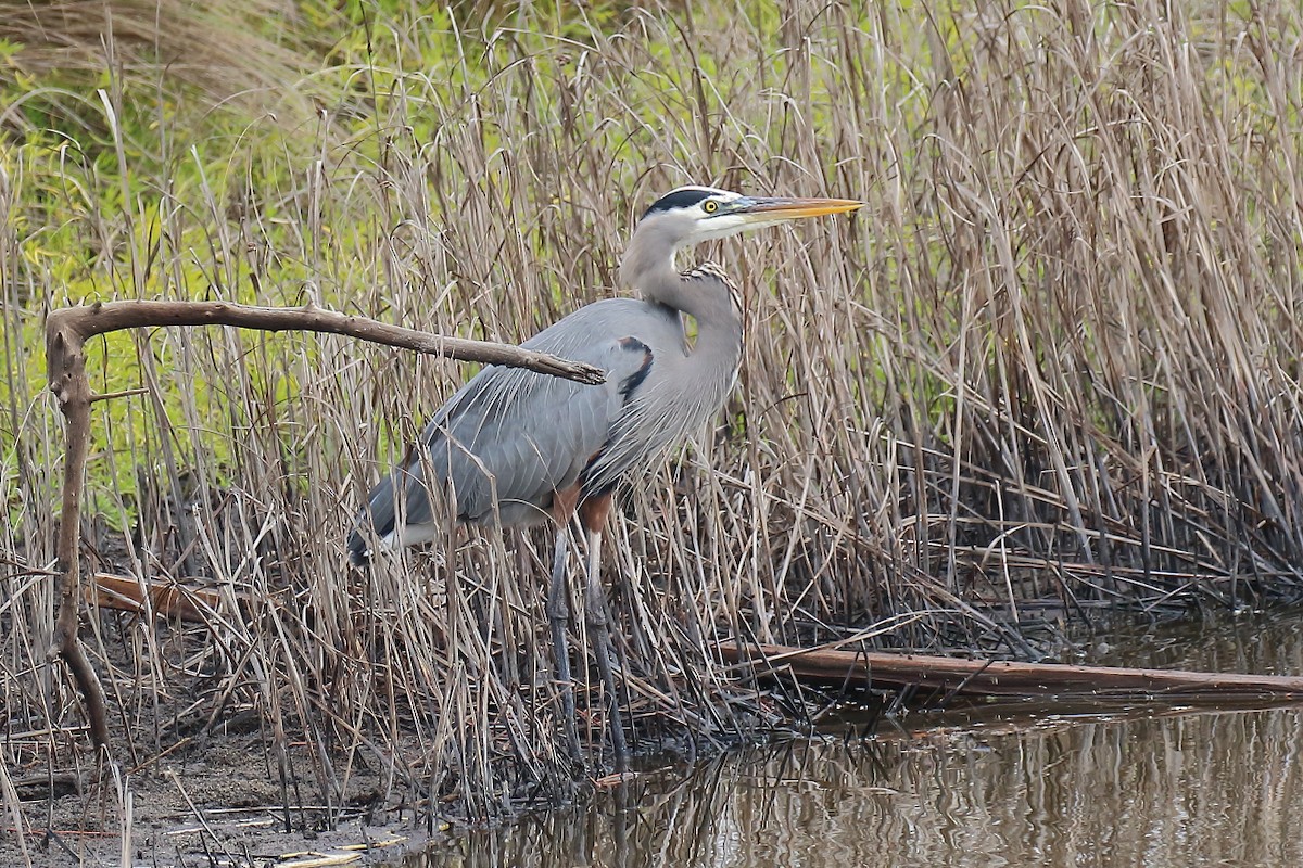 Great Blue Heron - ML645745065