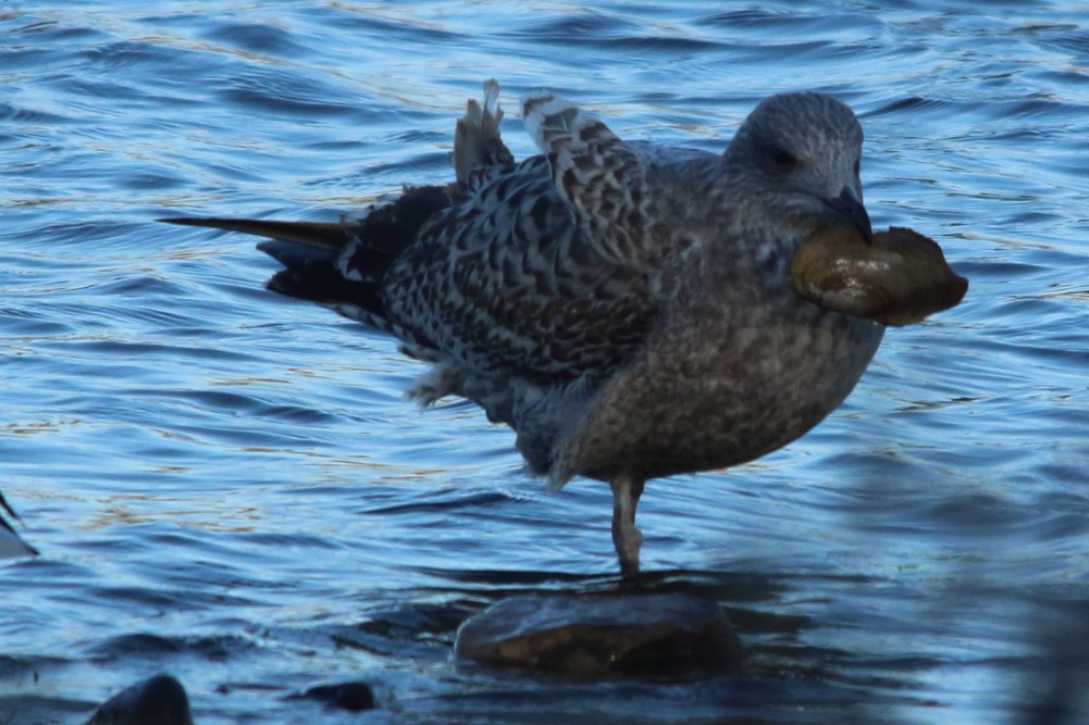 European Herring Gull - ML645745066