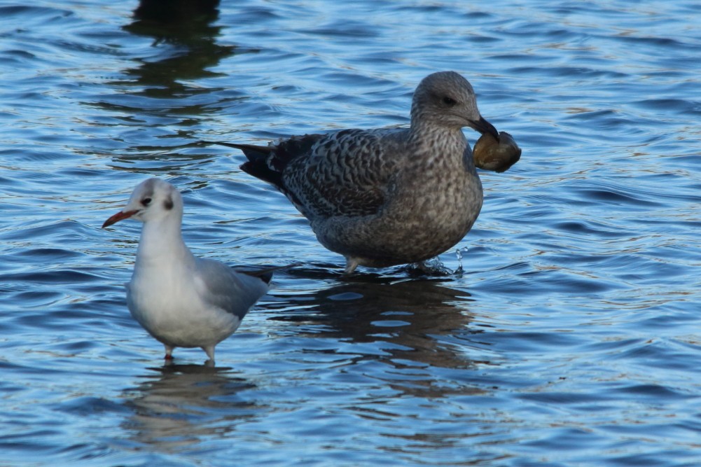 European Herring Gull - ML645745067