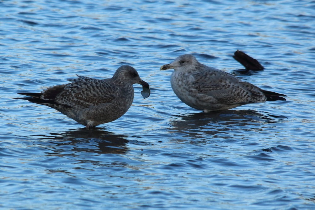 European Herring Gull - ML645745068