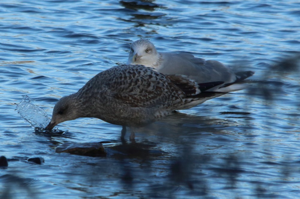 European Herring Gull - ML645745069