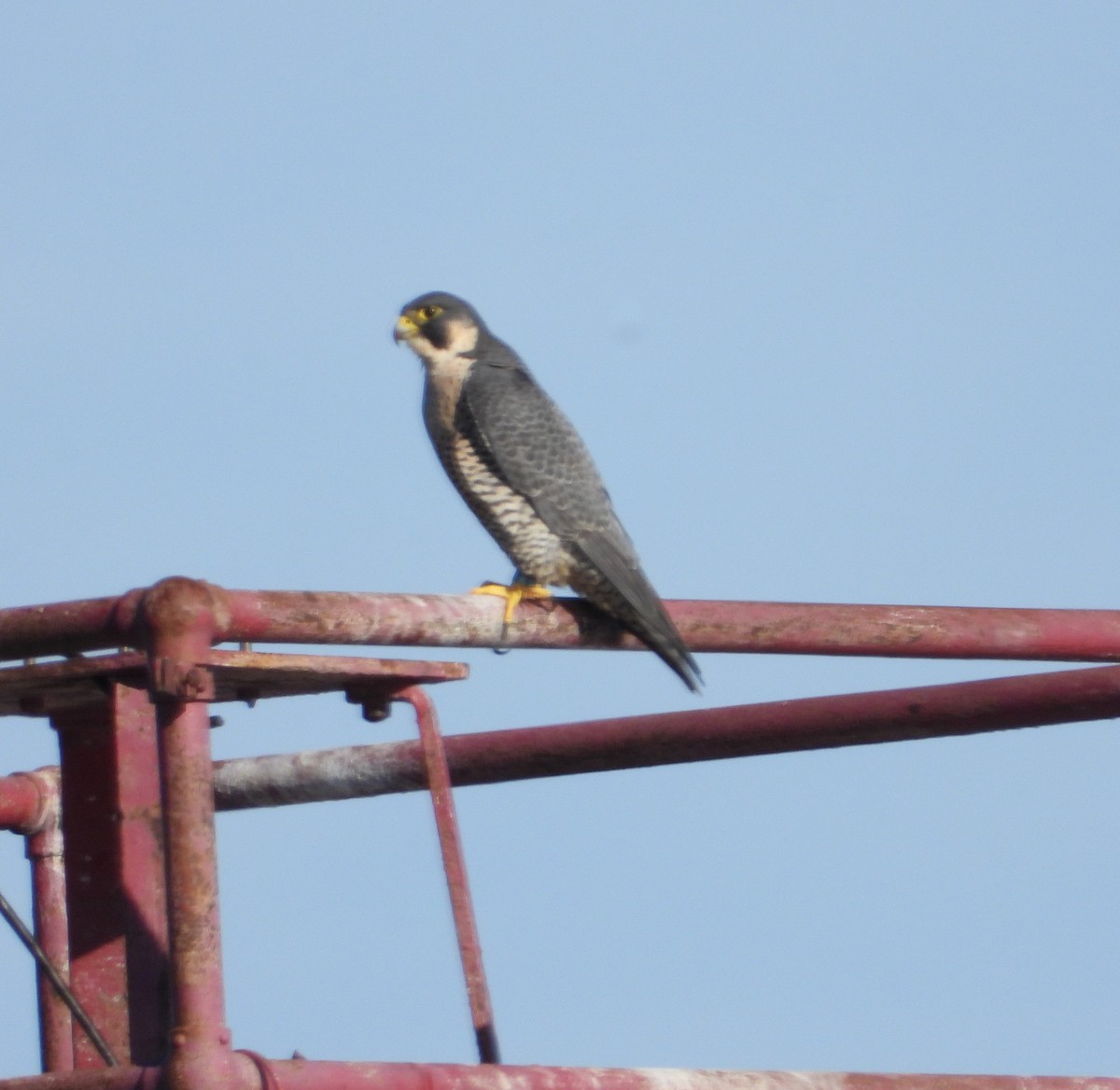 遊隼 - ML645745073