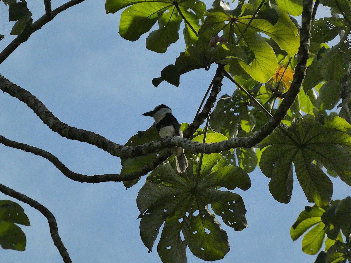 White-necked Puffbird - ML645745074