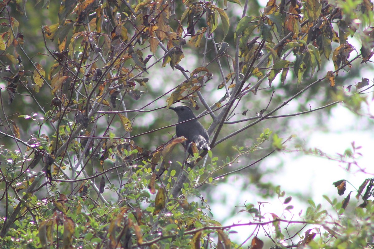 Gray Catbird - ML645745076