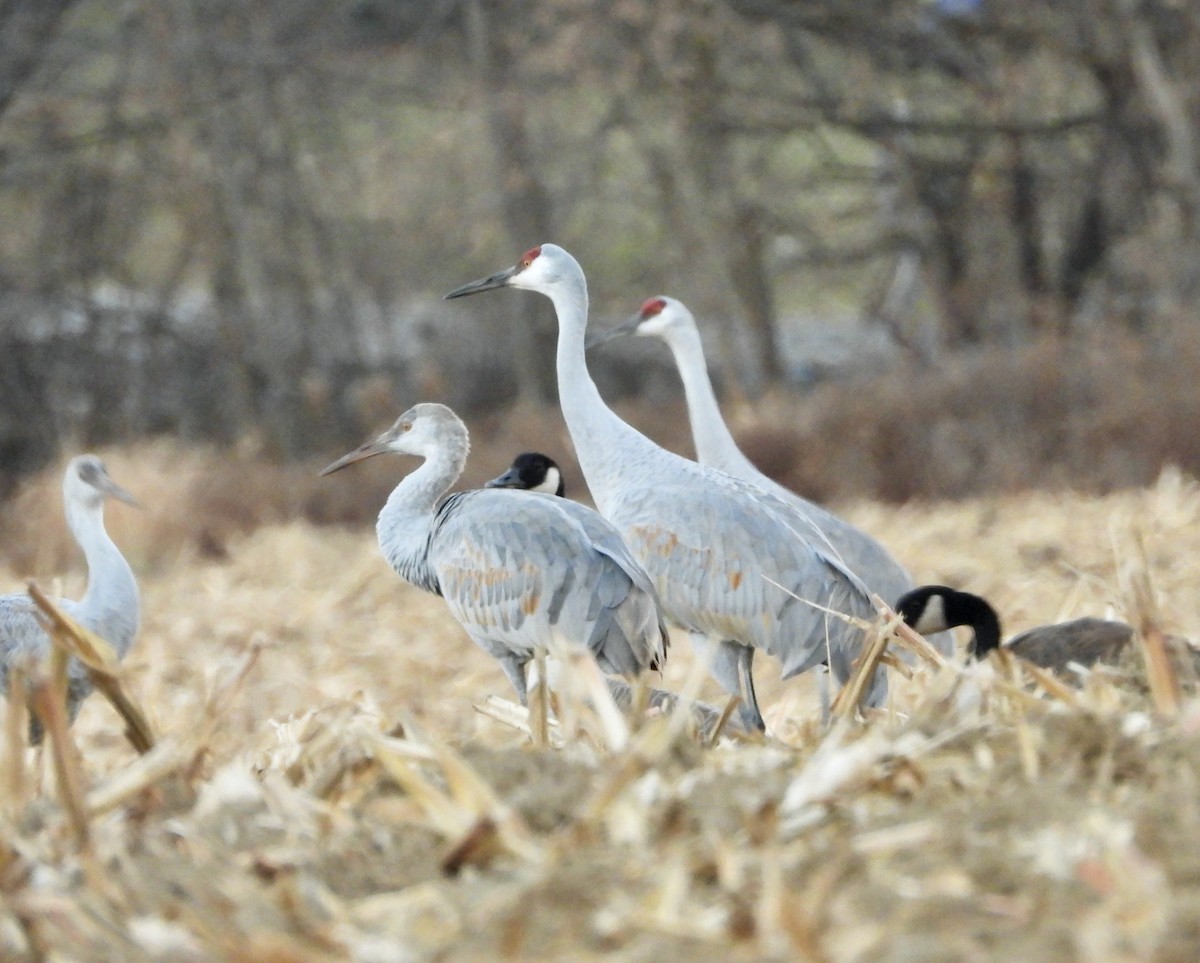 Grulla Canadiense - ML645745090