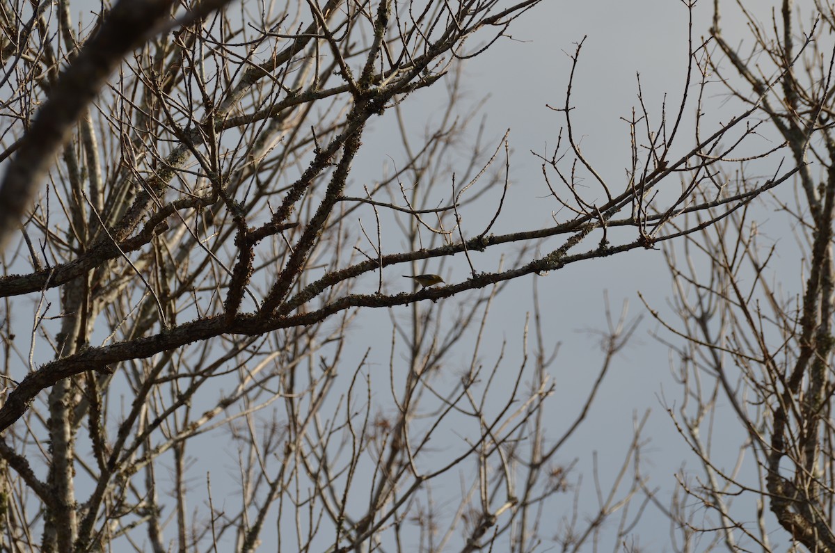 Pine Warbler - ML645745093