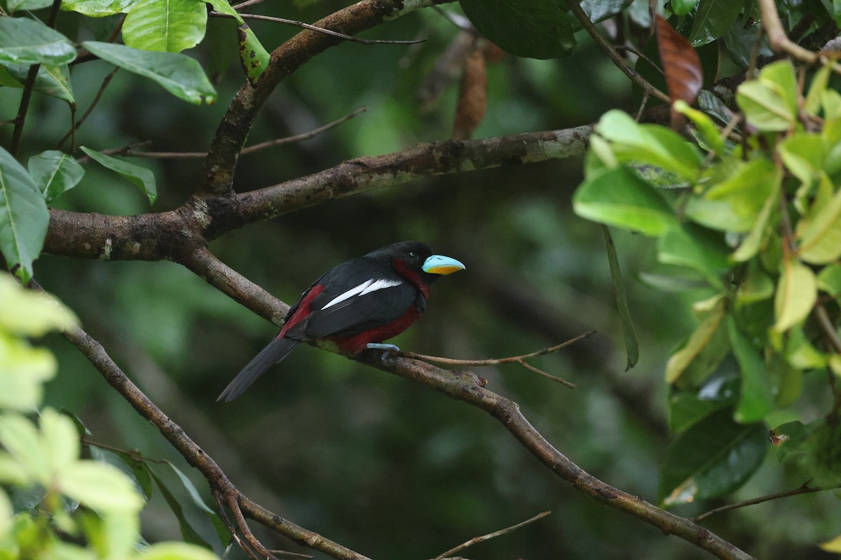Black-and-red Broadbill - ML645745097