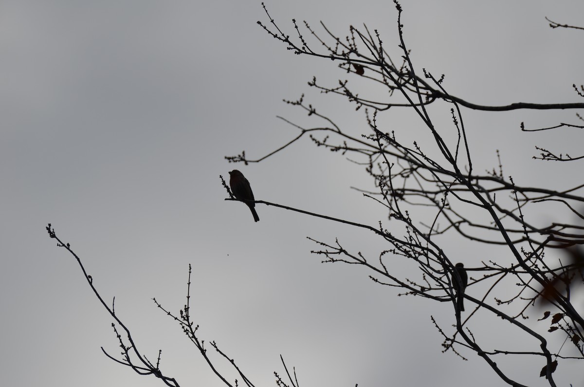 メキシコマシコ - ML645745107